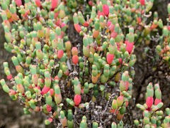 Tecticornia arbuscula