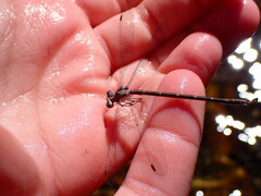 Lestidae