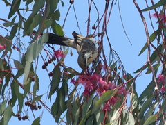 Acanthagenys rufogularis