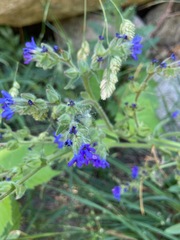 Anchusa