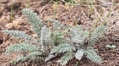 Tanacetum achilleifolium