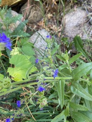 Anchusa