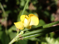 Faboideae