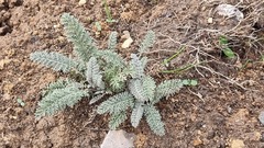 Tanacetum achilleifolium