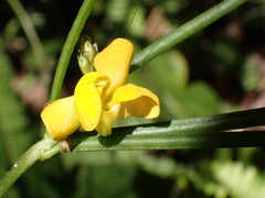 Faboideae
