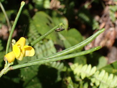 Faboideae