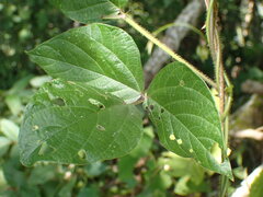 Faboideae