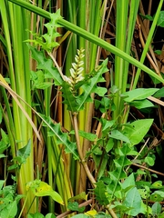 Acanthus ilicifolius