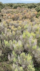 Tecticornia arbuscula