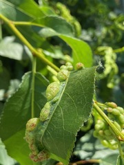 Thecabius populimonilis