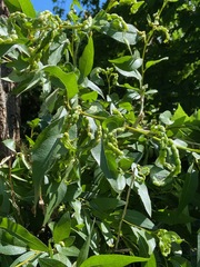 Thecabius populimonilis