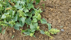 Oxybasis chenopodioides