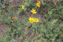 Verbesina pedunculosa
