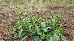 Oxybasis chenopodioides