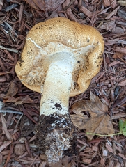 Agaricus nanaugustus