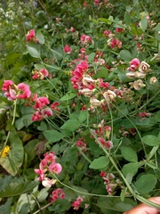 Lathyrus rotundifolius