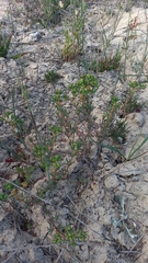 Lampranthus stenopetalus