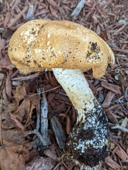 Agaricus nanaugustus