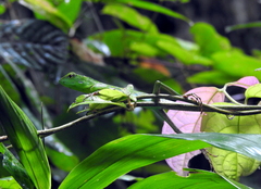 Bronchocela cristatella