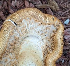 Agaricus nanaugustus