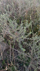 Aspalathus ternata