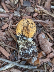 Agaricus nanaugustus