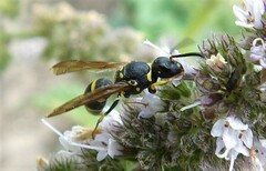 Ancistrocerus adiabatus