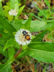 Paragus