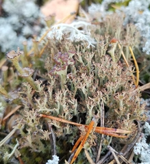Cladonia crispata crispata