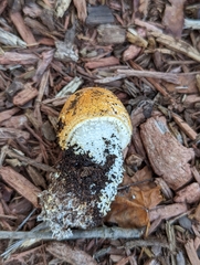 Agaricus nanaugustus