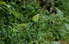 Psittacula cyanocephala