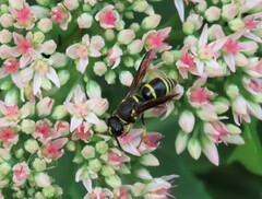 Euodynerus foraminatus