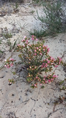 Lampranthus stenopetalus