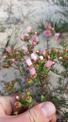 Lampranthus stenopetalus