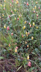 Hermannia procumbens