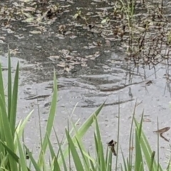Nerodia sipedon