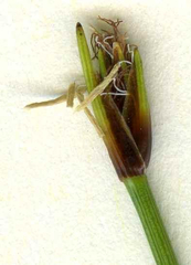 Trichophorum cespitosum germanicum