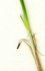 Trichophorum cespitosum germanicum