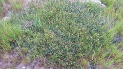 Hermannia procumbens