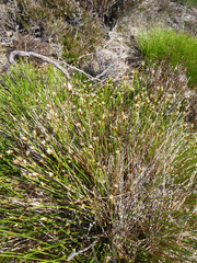 Trichophorum cespitosum germanicum