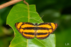 Pantoporia paraka