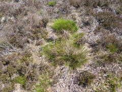 Trichophorum cespitosum germanicum