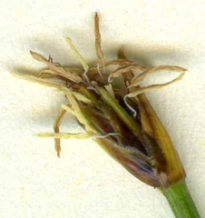 Trichophorum cespitosum germanicum