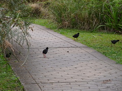 Zapornia flavirostra