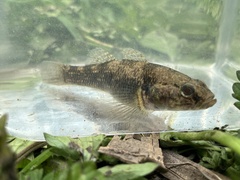 Gobiomorphus cotidianus