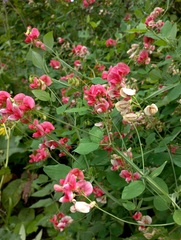 Lathyrus rotundifolius