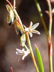 Polygonum douglasii