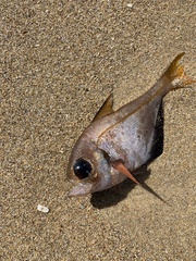 Pempheris compressa
