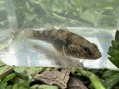 Gobiomorphus cotidianus