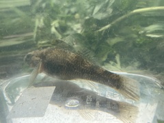 Gobiomorphus cotidianus